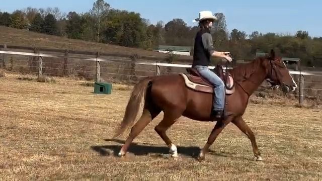 Livy