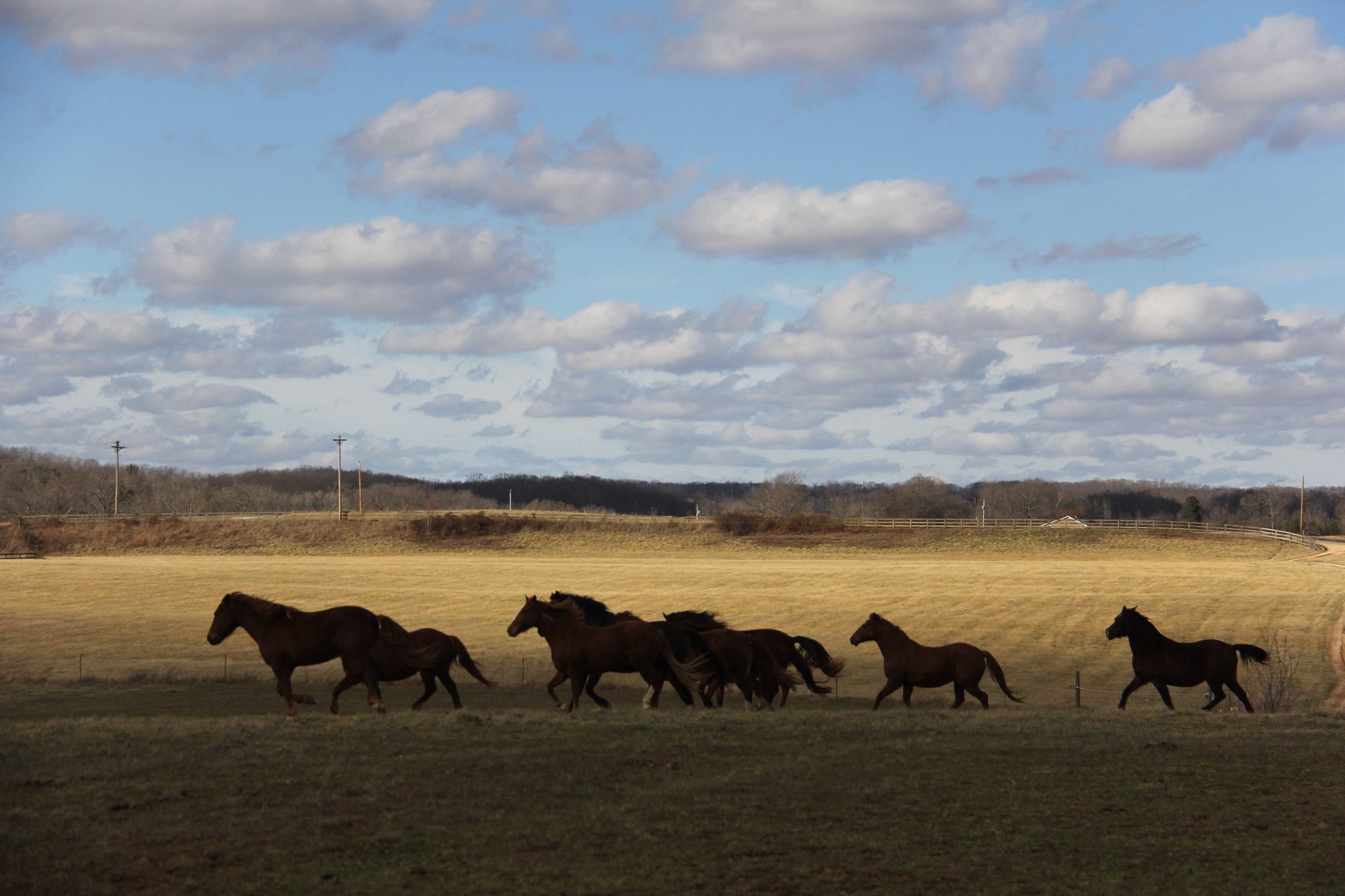 A herd of horses running across a winter pasture under a big blue sky